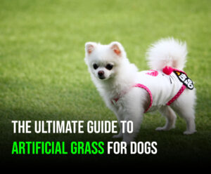 The Ultimate Guide to Artificial Grass for Dogs-DFW1