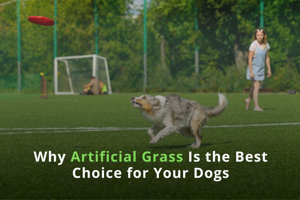 Why Artificial Grass is the Best Choice for Your Dogs - DFW 1