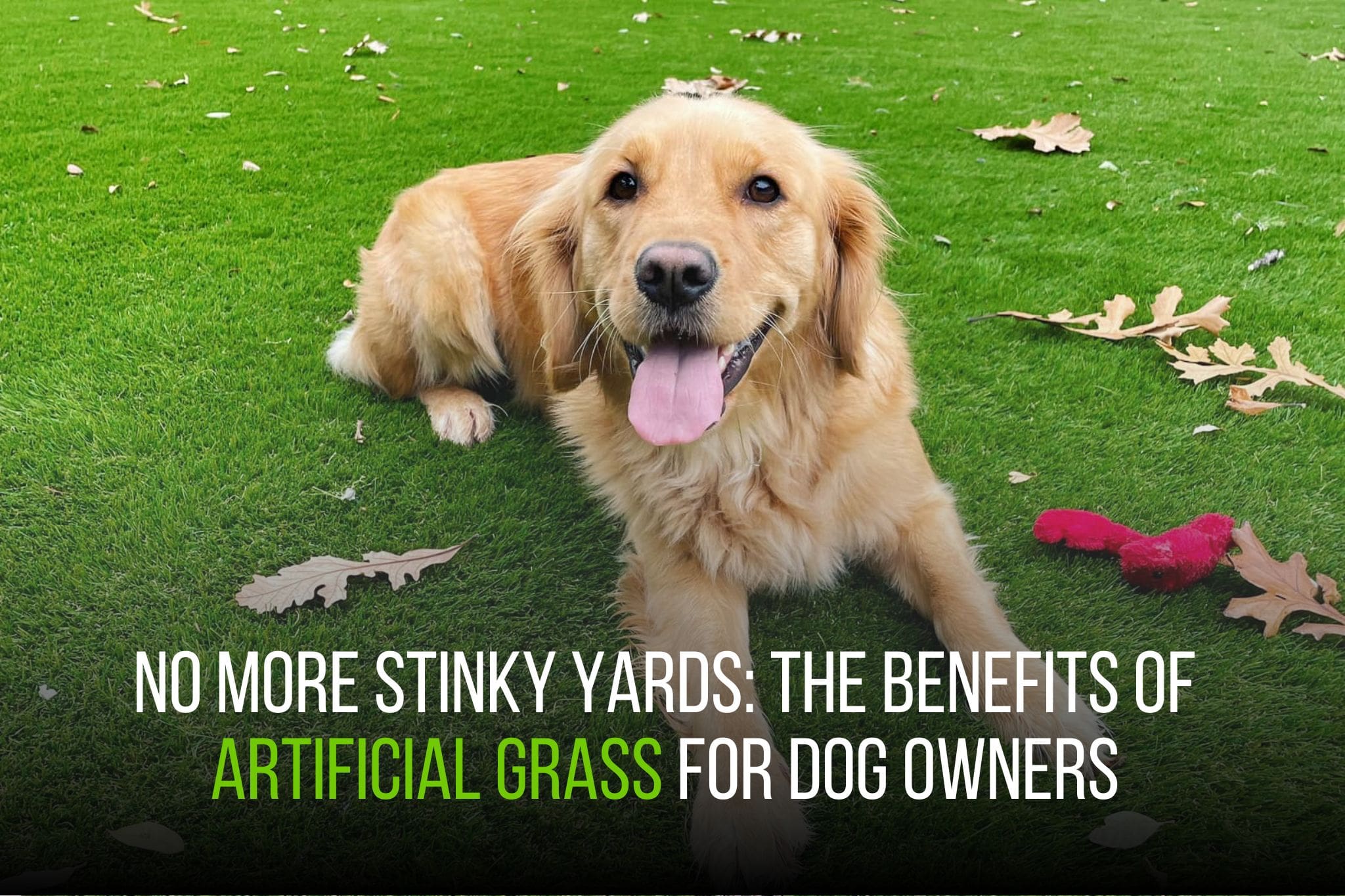 Artificial Grass in Dallas Texas: Is Dog Pee Bad?