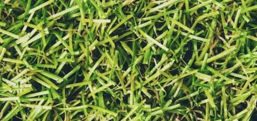 artificial turf