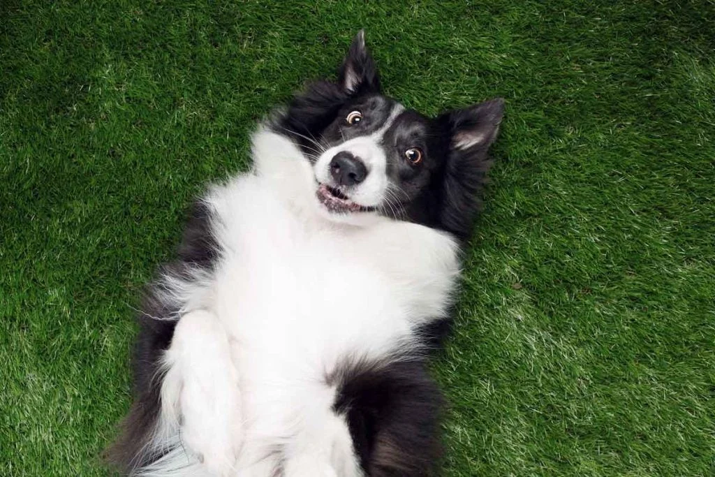 fake grass for dogs
