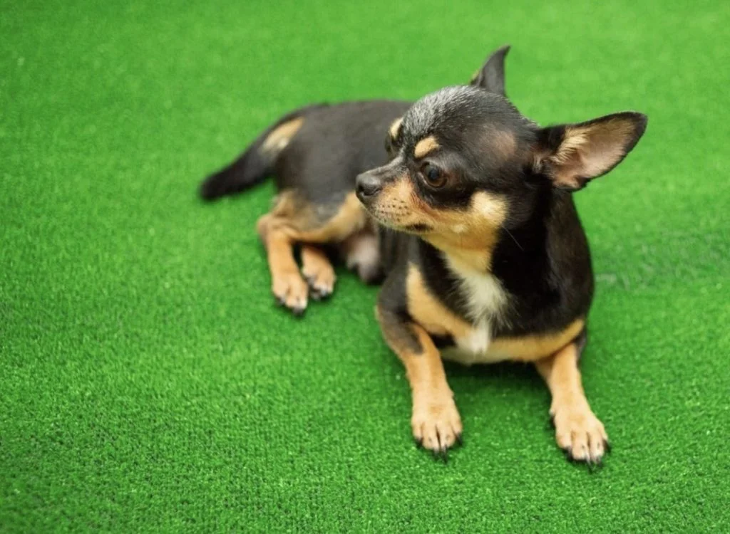 dark dog synthetic grass