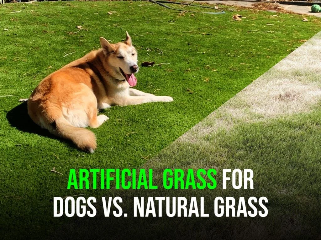 Artificial Grass for Dogs Near Me Vs Natural Grass - dfw2