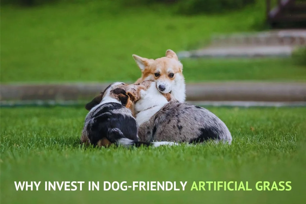 Why Invest in Dog-Friendly Artificial Grass-dfw 1